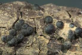 Attēlu rezultāti vaicājumam “Rosellinia desmazieri”