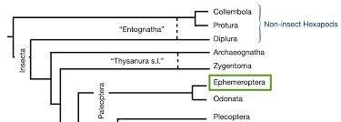Attēlu rezultāti vaicājumam “Ephemeroptera”