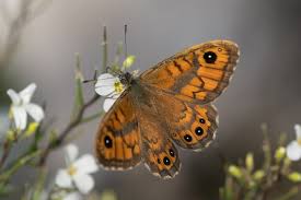 Attēlu rezultāti vaicājumam “Lasiommata megera underside”
