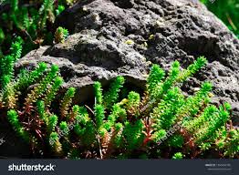 Attēlu rezultāti vaicājumam “Sedum pallidum”