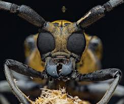 Attēlu rezultāti vaicājumam “Reticularia jurana macro”