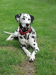 dalmata