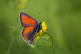 Attēlu rezultāti vaicājumam “Lycaena hippothoe male”
