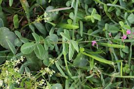 Attēlu rezultāti vaicājumam “Cribraria violacea stalked”