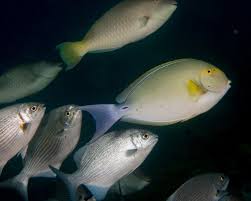 Image result for Acanthurus xanthopterus