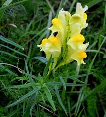 Image result for Linaria vulgaris