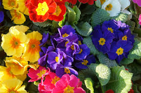 Attēlu rezultāti vaicājumam “Primula x margotae”