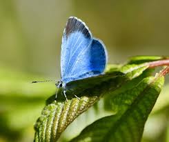 Attēlu rezultāti vaicājumam “Celastrina argiolus underside”