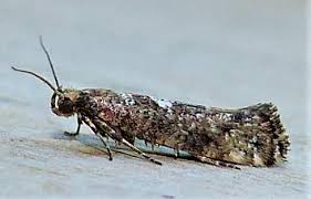 Attēlu rezultāti vaicājumam “Acrolepiopsis assectella”