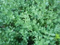 Attēlu rezultāti vaicājumam “Gentiana cruciata leaf”