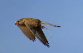 Attēlu rezultāti vaicājumam “Falco tinnunculus adult”