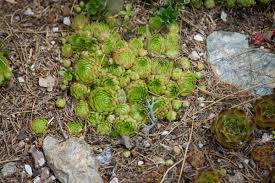 Attēlu rezultāti vaicājumam “Jovibarba globifera”