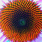 The Fibonacci Numbers and Golden section in Nature - 1
