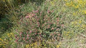 Attēlu rezultāti vaicājumam “Trifolium alpestre leaf”