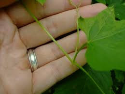 Attēlu rezultāti vaicājumam “Echinocystis lobata leaf”