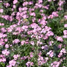 Attēlu rezultāti vaicājumam “Myosotis sylvatica”