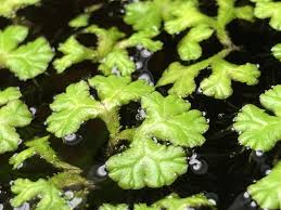 Attēlu rezultāti vaicājumam “Ricciocarpos natans”