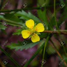 Attēlu rezultāti vaicājumam “Potentilla erecta flower”