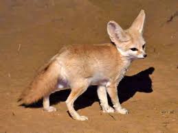 Attēlu rezultāti vaicājumam “Vulpes zerda”