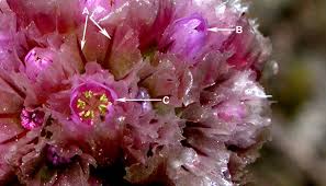 Attēlu rezultāti vaicājumam “Armeria vulgaris bud”