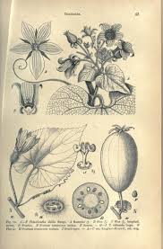 Attēlu rezultāti vaicājumam “Thladiantha dubia flower”