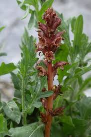 Attēlu rezultāti vaicājumam “Orobanche reticulata flower”