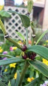 Attēlu rezultāti vaicājumam “Lilium lancifolium bud”