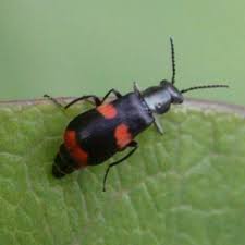 Attēlu rezultāti vaicājumam “Anthocomus fasciatus”