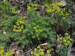 Attēlu rezultāti vaicājumam “Euphorbia cyparissias”