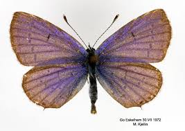 Attēlu rezultāti vaicājumam “Everes argiades”