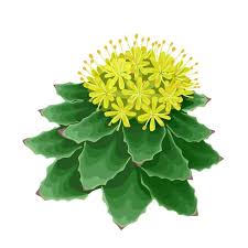 Attēlu rezultāti vaicājumam “Rhodiola rosea”