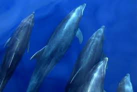 Image result for Tursiops truncatus