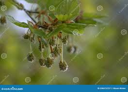 Attēlu rezultāti vaicājumam “Fagus sylvatica flower”