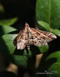 Attēlu rezultāti vaicājumam “Diasemia reticularis”