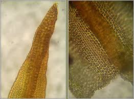 Attēlu rezultāti vaicājumam “Didymodon fallax var. brevifolius”