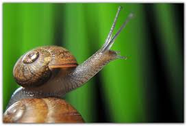 Attēlu rezultāti vaicājumam “Helicidae”