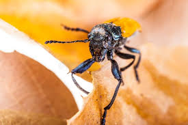 Attēlu rezultāti vaicājumam “Alleculidae”