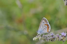 Attēlu rezultāti vaicājumam “Plebejus argus female”
