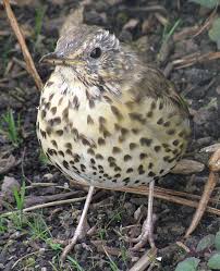 Attēlu rezultāti vaicājumam “Turdus philomelos”