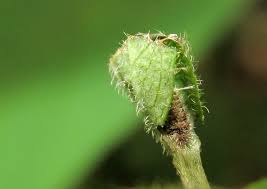 Attēlu rezultāti vaicājumam “Limenitis camilla upperside”