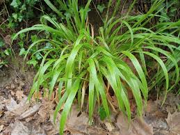 Attēlu rezultāti vaicājumam “Brachypodium sylvaticum leaf”