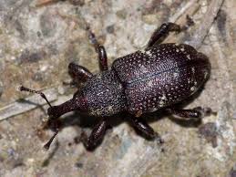 Attēlu rezultāti vaicājumam “Hylobius abietis”