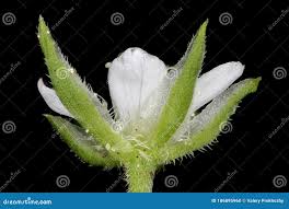Attēlu rezultāti vaicājumam “Moehringia trinervia flower”