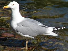 Attēlu rezultāti vaicājumam “Larus argentatus adult”
