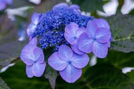 Attēlu rezultāti vaicājumam “Hydrangea”