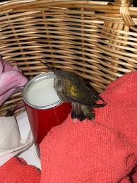 Image result for pheega