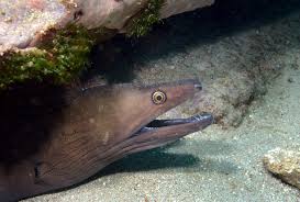 Image result for Gymnothorax vicinus