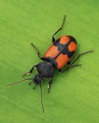 Attēlu rezultāti vaicājumam “Panagaeus cruxmajor”