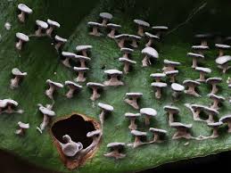 Attēlu rezultāti vaicājumam “Diderma hemisphaericum”