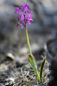 Attēlu rezultāti vaicājumam “Orchis mascula flower”